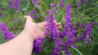 Eskişehirde Söğüt Otları görsel şölen oluşturdu