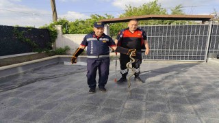 Eve giren yılan itfaiye ekiplerini seferber etti