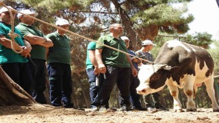 Gaziantep Büyükşehir, kurban yakalama timi bayrama hazır