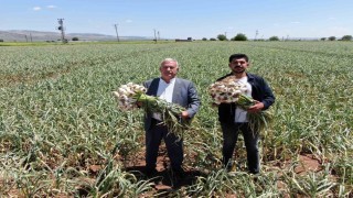 Gaziantepte AB tescilli Araban sarımsağının hasadı başladı