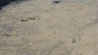 Gemlik Sahillerinde tehlikeli görüntü...Müsilaj balık yumurtalarını öldürüyor