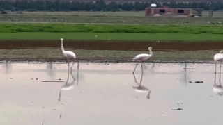 Göç yolunda olan flamingolar Diyarbakırda mola verdi