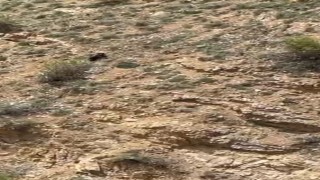 Gümüşhanede annesini kaybeden yavru ayı bağırarak annesini aradı