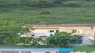 Gümüşhanede gündüz vakti şehrin merkezine inen ayı, paniğe yol açtı