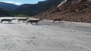 Gümüşhanede vaşak ve dağ keçileri yollara indi