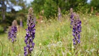 Gürsunun Gök Sığırkuyruğu çiçekleri açtı