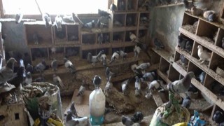 Güvercinleri için alevlerin arasında kaldı