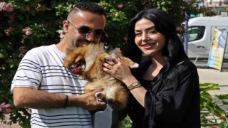 Güzellik yarışmasında birinci seçilip kaybolan köpek bulundu, sahipleri sevince boğuldu