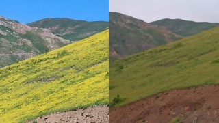 Hakkaride güneşle açan, gün batımında yok olan çiçekler