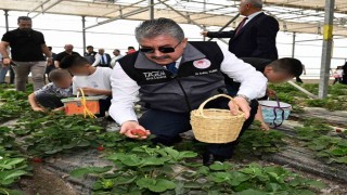 Huzurevinde kalan büyükler ve koruma altındaki çocuklar, çilek hasadı yaptı