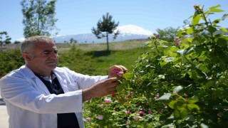 Iğdır Üniversitesinde yetişen güller kozmetik ürünlere dönüşüyor