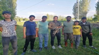 Iğdırda yardıma muhtaç halde bulunan tilki doğal yaşamına kavuşturuldu