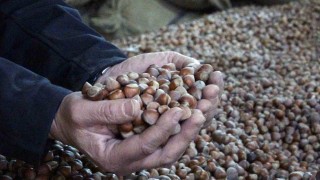 INC Türkiye fındık rekoltesini açıkladı, fındık fiyatları 220 liradan 180 liraya düştü