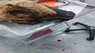 Isırdığını iddia ettiği köpeği silahla vurdu, sahipleri şikayetçi oldu