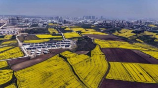İstanbul kanola tarlaları ile süslendi