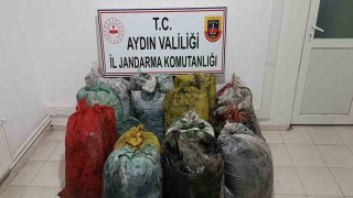 İzinsiz zeytin toplayan 11 şüpheli yakalandı