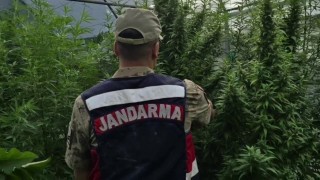 Jandarmadan kenevir serasına operasyon