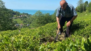 Kafkas engereği çay üreticisinin korkulu rüyası oldu