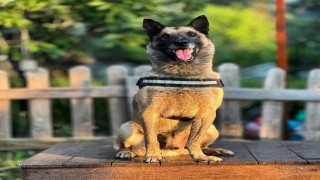 Kahraman köpek Bob öldü