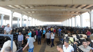 Kahramanmaraş’ta 2025 Kurbanlık Fiyatları Açıklandı: İşte Hayvan Kilo Başına Satış Fiyatları