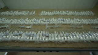 Kahverengi kokarcaya karşı biyolojik savaşta merkez Samsun: 750 bin samuray arısı üretiliyor