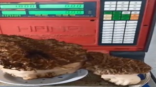 Karabağlar Yaylasında dev kuzugöbeği mantarı bulundu