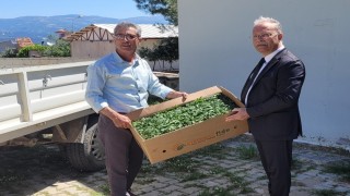 Karacasuda domates fideleri üreticilere teslim edildi