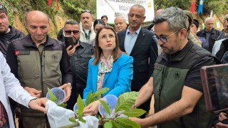 Karadenizde katil arılara karşı terminatör böceklerle mücadele