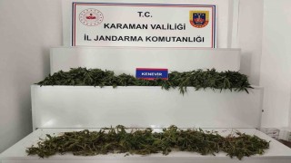 Karamanda 698 adet kök kenevir ele geçirildi