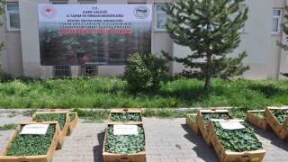 Karsta binlerce sebze fidesi dağıtıldı