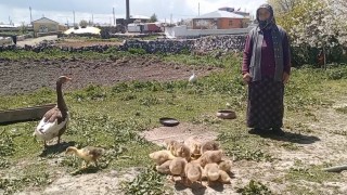 Karsta kaz, gram altınla yarışıyor