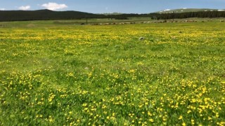 Karsta sarıçiçekler görenleri büyülüyor