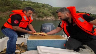 Karsta sazan balıklarının üreme dönemleri araştırılıyor