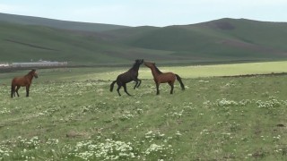 Karsta yılkı atlarının güreşi kamerada