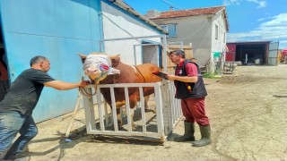 Kastamonudan İstanbula kurbanlık hayvan sevkiyatına başlandı