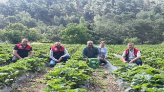 Kaymakam Özderin, çilek hasadına katıldı