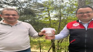 Kazdağlarında kestane gal arısı zararlısına karşı biyolojik savaş