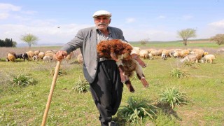 Kendi hayvanlarına çobanlık yapan Hüseyin dede: Hayvancılık el işinden çok güzeldir