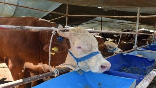 Kepezde 2 noktada  canlı hayvan pazarı kuruldu