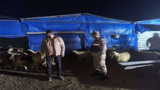 Kilis İl Jandarma Komutanlığı kayıp küçükbaş hayvanları buldu