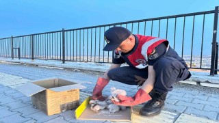 Kiliste 4 kartal yavrusu yol kenarında bulundu