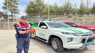 Kiliste yaralı halde bulunan tilki koruma altına alındı