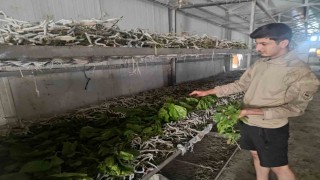 Kilosu bin lira olan ipek böcekciliği, Batmanda 150 ailenin önemli geçim kaynağı arasında yer alıyor