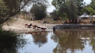 Kınalı koçlar bu yıl sudan daha erken karşıya geçecek