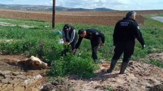 Kırıkkalede bataklığa saplanan ineği itfaiye kurtardı