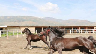 Koçaker, atlı spor kulübünde incelemelerde bulundu
