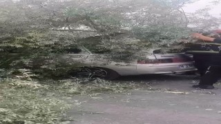 Kökünden sökülen ağaç otomobilin üzerine devrildi