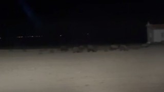 Konyada tarım alanlarında domuz nöbeti