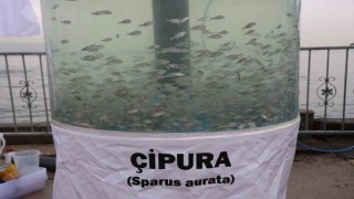 Körfez diriliyor: İzmitte 54 bin balıkla mavi devrim