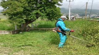 Körfezde yabani otlarla mücadele sürüyor